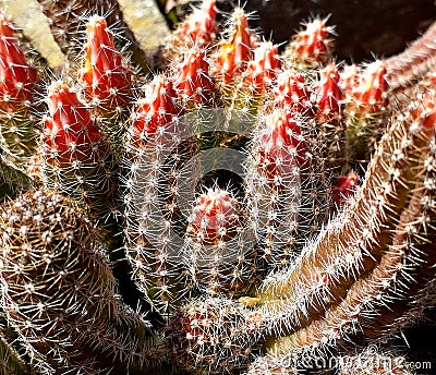 Photography of Stenocereus alamosensisÂ octopus cactusÂ orÂ cina Stock Photo